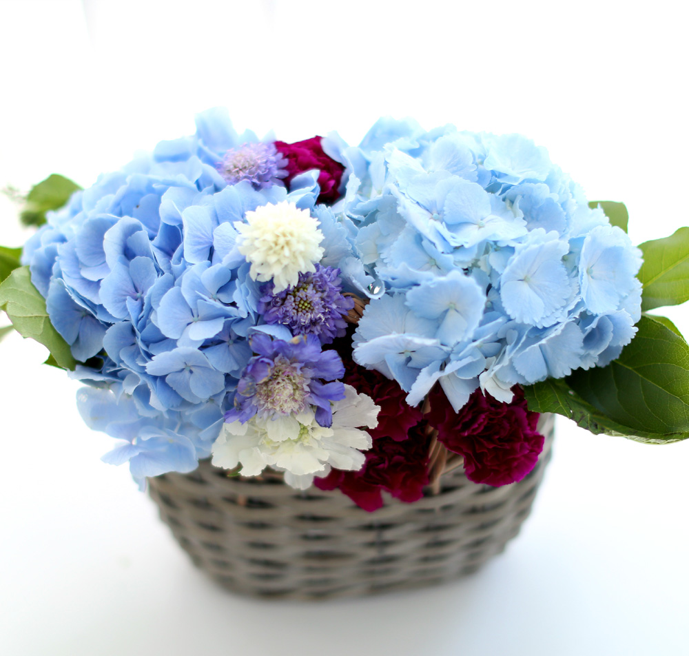 νõ  Ƹٿ ο - Blue Blue  ɹ