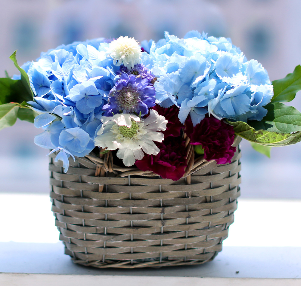 νõ  Ƹٿ ο - Blue Blue  ɹ