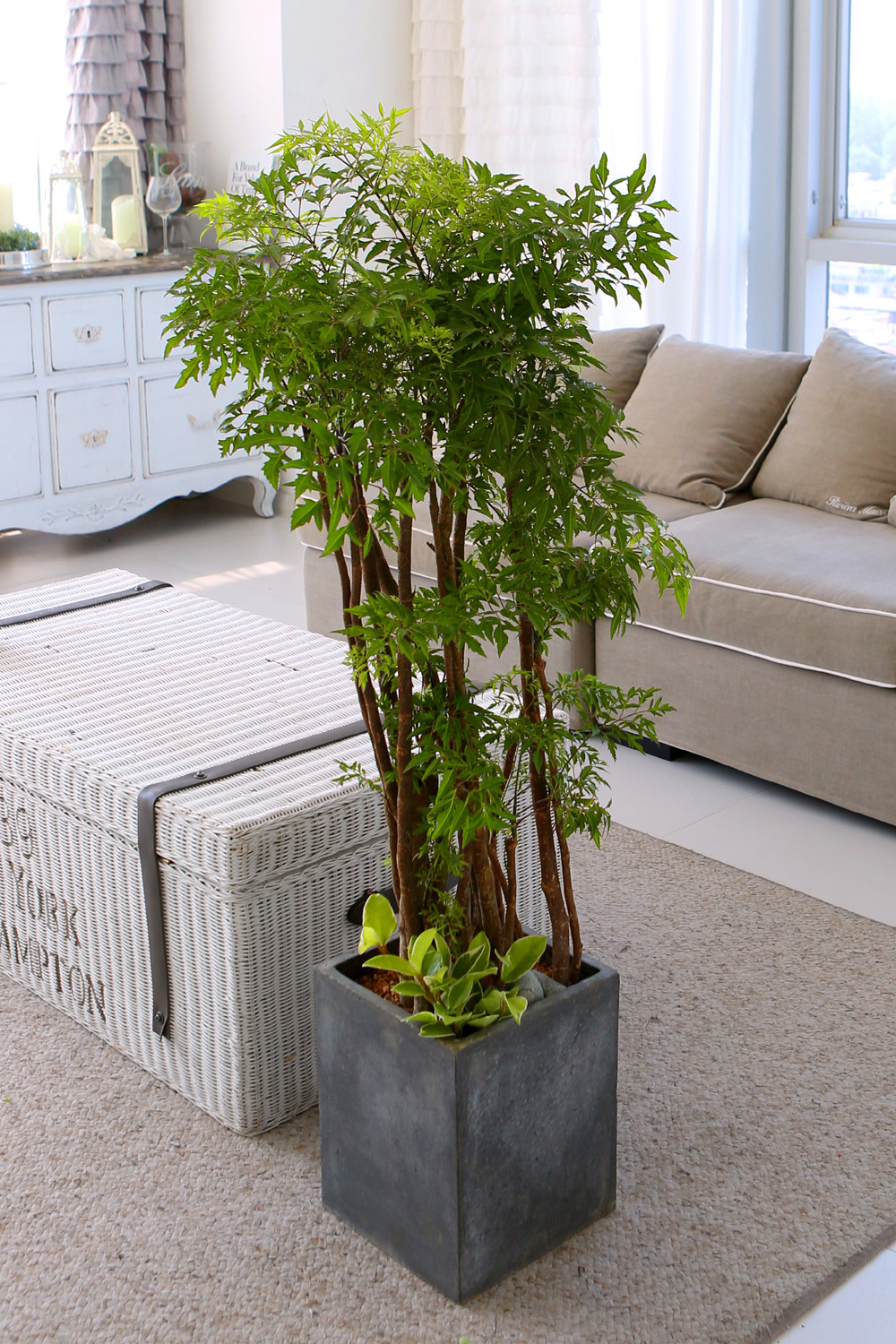   - ǳ ȭ -  ̱׷ Ž   ɹ