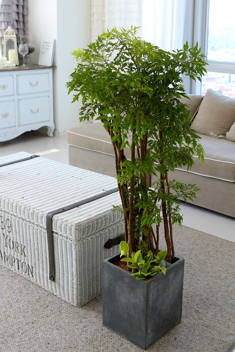   - ǳ ȭ -  ̱׷ Ž   ɹ