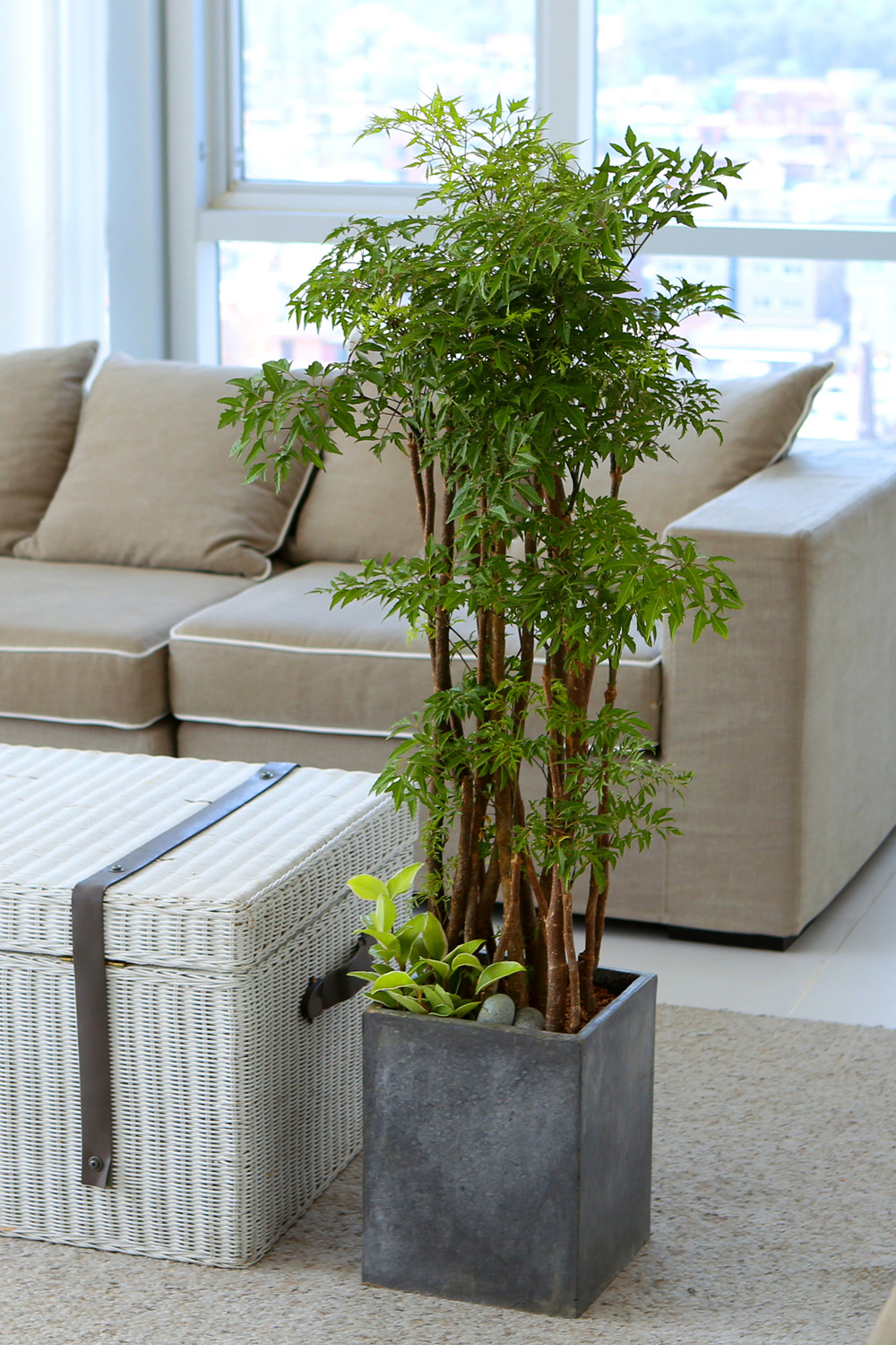   - ǳ ȭ -  ̱׷ Ž   ɹ