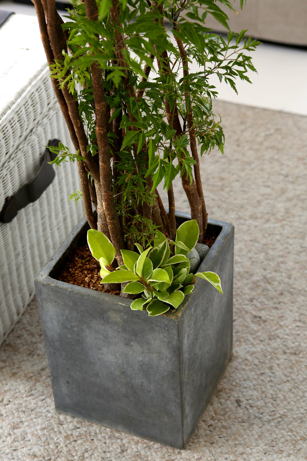   - ǳ ȭ -  ̱׷ Ž   ɹ