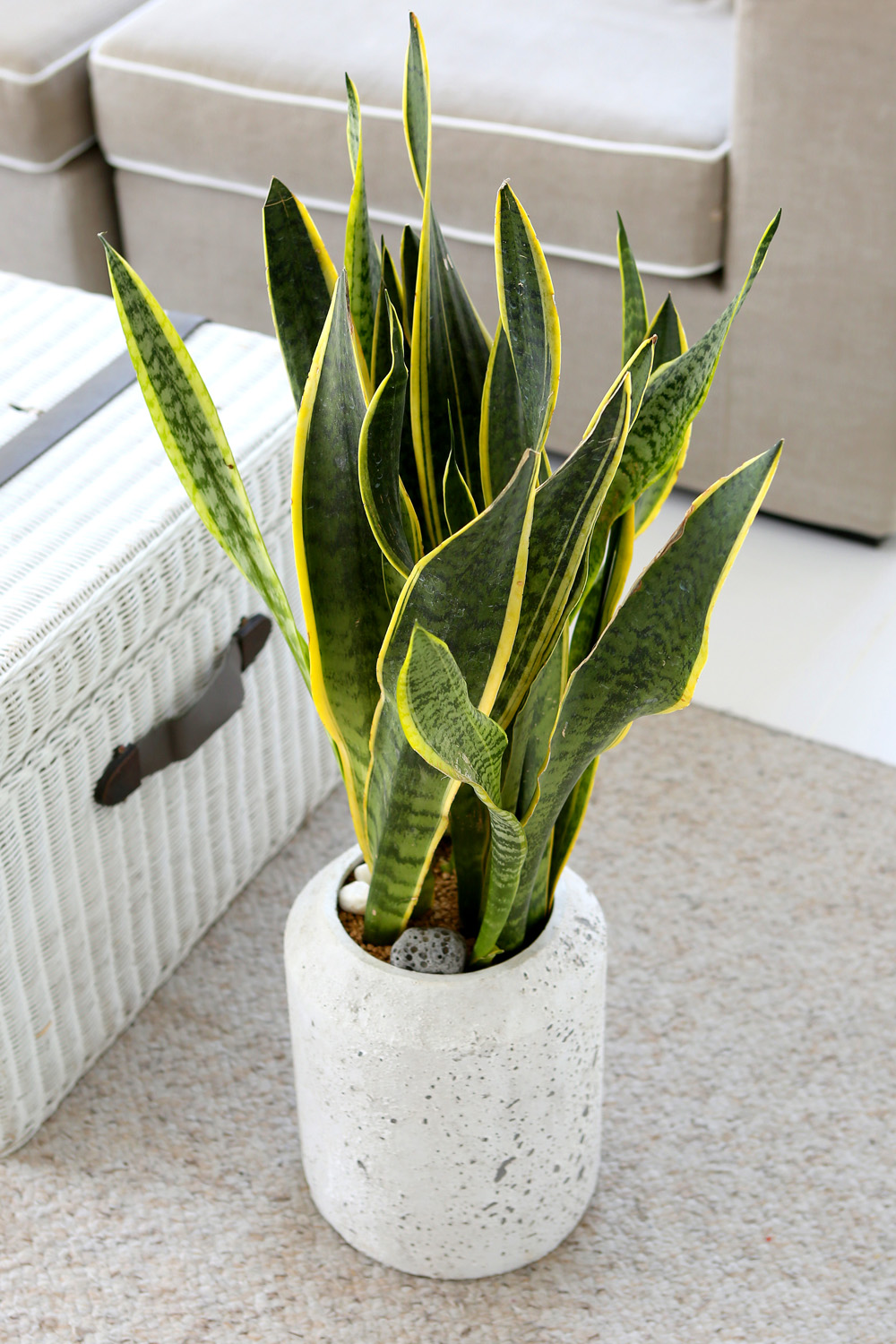 ¸é¿ª·ÂÀ» ±æ·¯ÁÖ´Â - Ű¿ì±â ÁÁ°í ¿À·¡ »ç´Â ¿ª½Ã!!! »ê¼¼º£¸®¾Æ ²ÉÁý ²É¹è´Þ