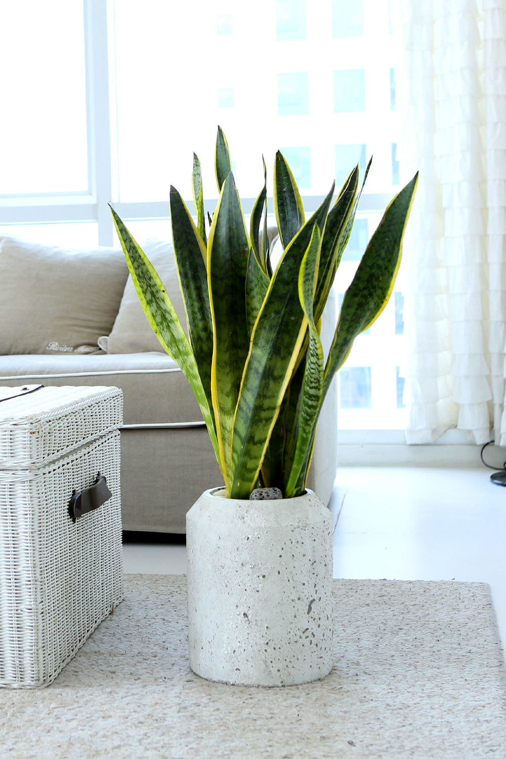 ¸é¿ª·ÂÀ» ±æ·¯ÁÖ´Â - Ű¿ì±â ÁÁ°í ¿À·¡ »ç´Â ¿ª½Ã!!! »ê¼¼º£¸®¾Æ ²ÉÁý ²É¹è´Þ