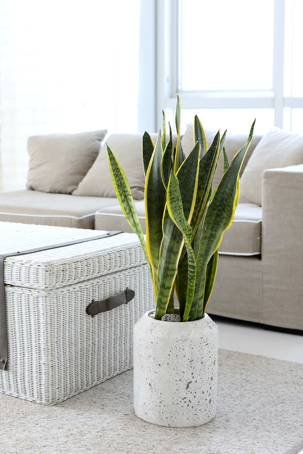 ¸é¿ª·ÂÀ» ±æ·¯ÁÖ´Â - Ű¿ì±â ÁÁ°í ¿À·¡ »ç´Â ¿ª½Ã!!! »ê¼¼º£¸®¾Æ ²ÉÁý ²É¹è´Þ