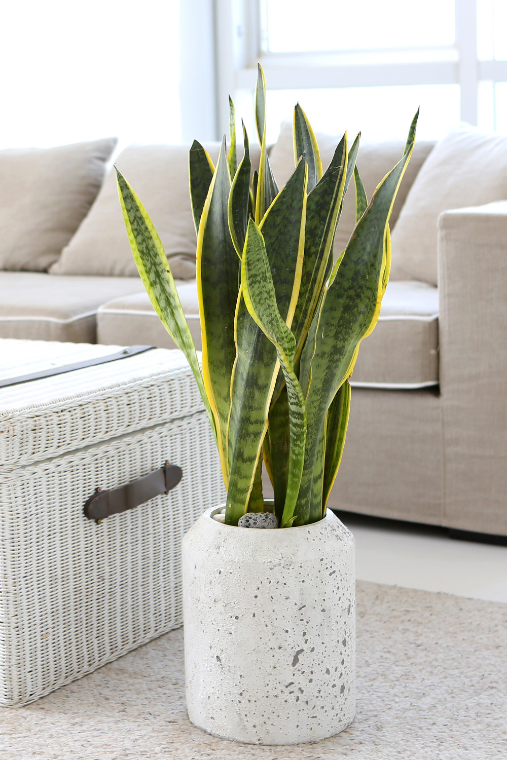 ¸é¿ª·ÂÀ» ±æ·¯ÁÖ´Â - Ű¿ì±â ÁÁ°í ¿À·¡ »ç´Â ¿ª½Ã!!! »ê¼¼º£¸®¾Æ ²ÉÁý ²É¹è´Þ