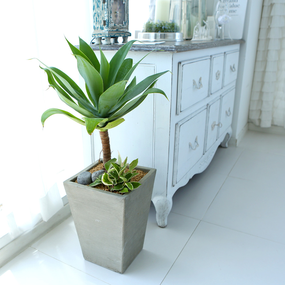 鿪 淯ִ - ǳ ȭ - Ȱ¦ ɰ  Ĺ ư  ɹ