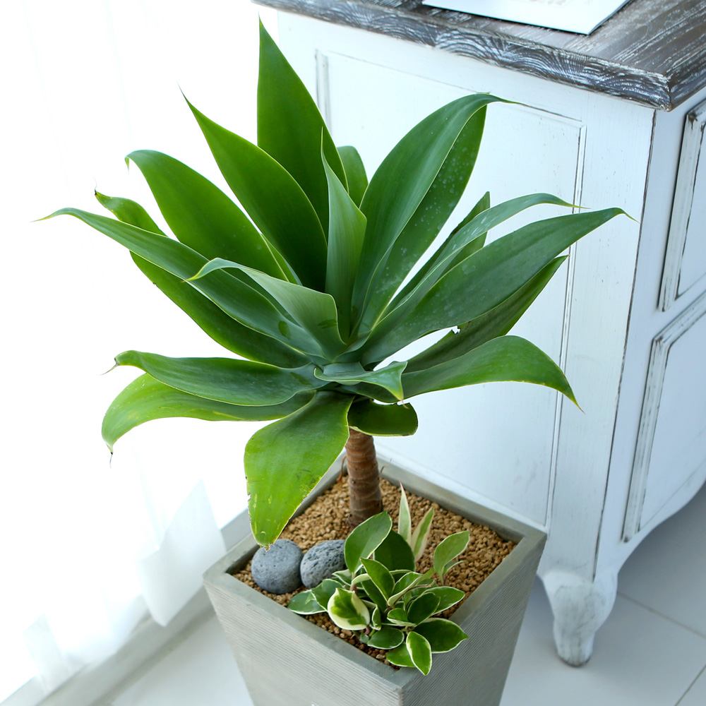 鿪 淯ִ - ǳ ȭ - Ȱ¦ ɰ  Ĺ ư  ɹ