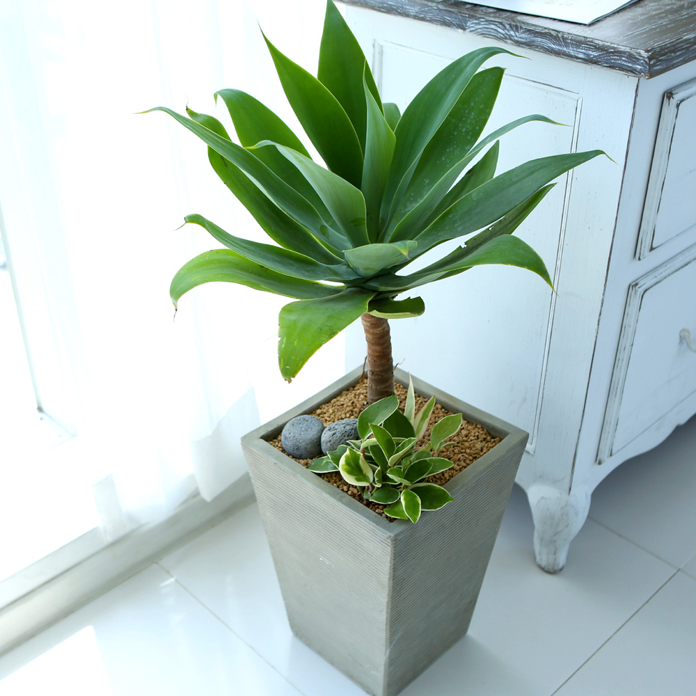 鿪 淯ִ - ǳ ȭ - Ȱ¦ ɰ  Ĺ ư  ɹ