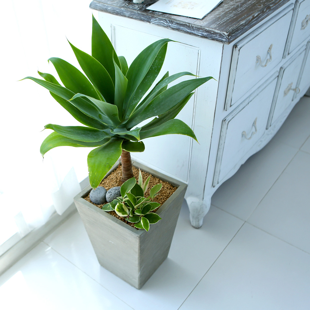 鿪 淯ִ - ǳ ȭ - Ȱ¦ ɰ  Ĺ ư  ɹ