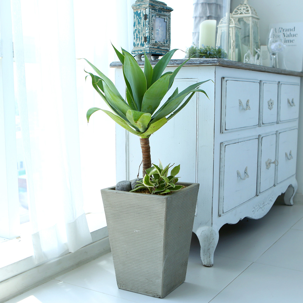 鿪 淯ִ - ǳ ȭ - Ȱ¦ ɰ  Ĺ ư  ɹ