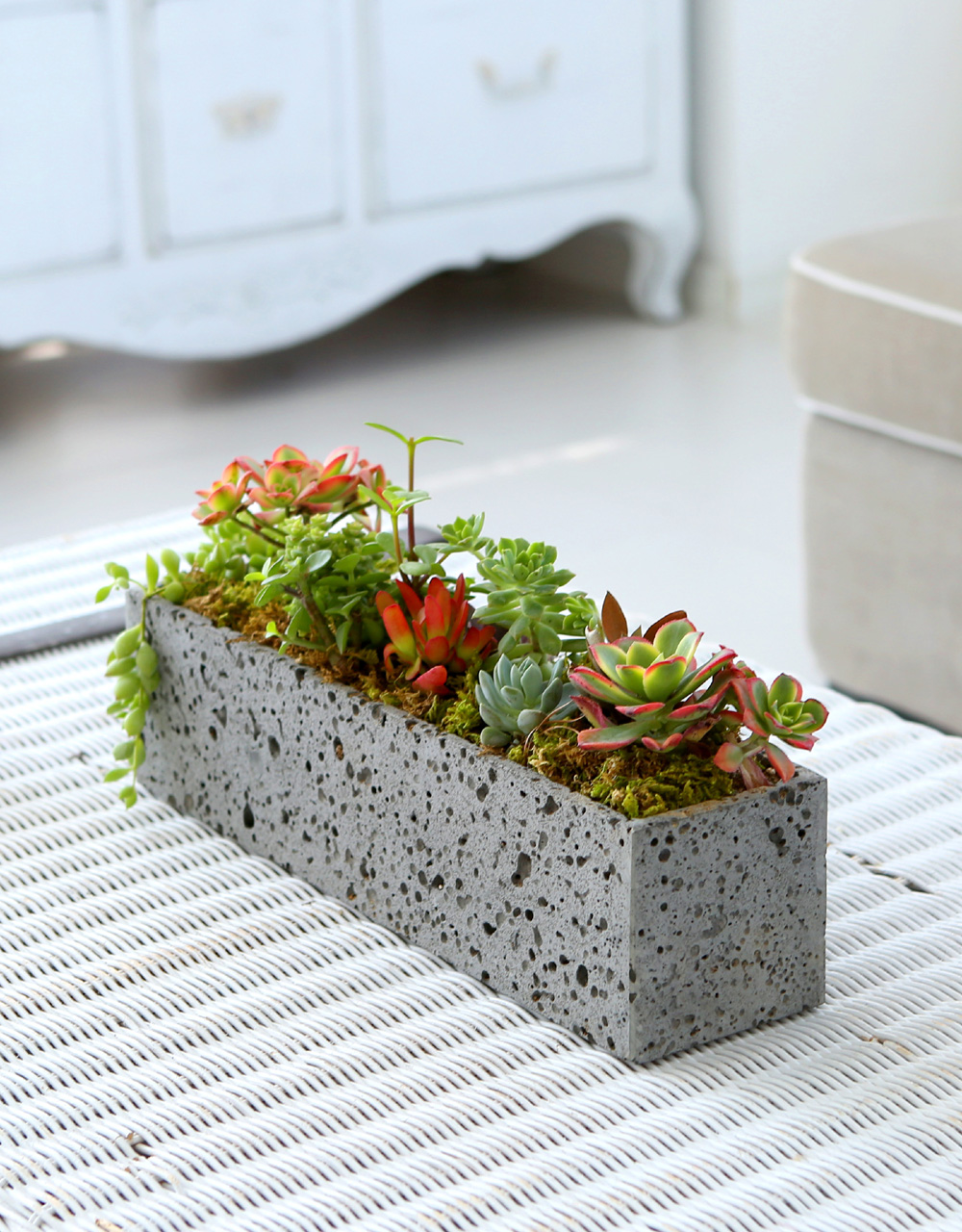 Succulent Plant - ºû±ò °í¿î ½Ä¹°, ´ÙÀ°Á¤¿ø Á÷»ç°¢ ²ÉÁý ²É¹è´Þ