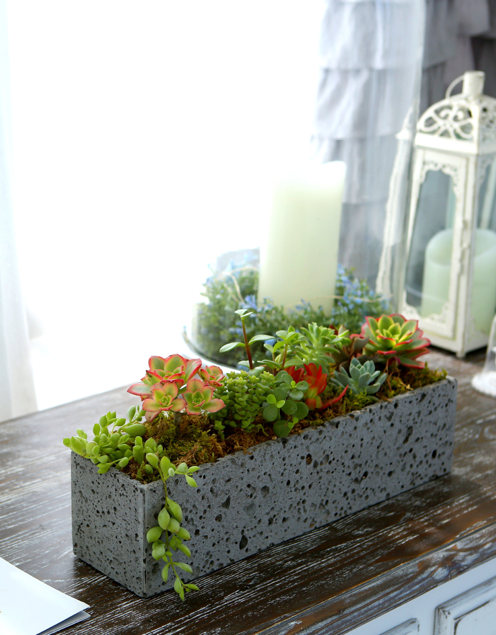 Succulent Plant - ºû±ò °í¿î ½Ä¹°, ´ÙÀ°Á¤¿ø Á÷»ç°¢ ²ÉÁý ²É¹è´Þ