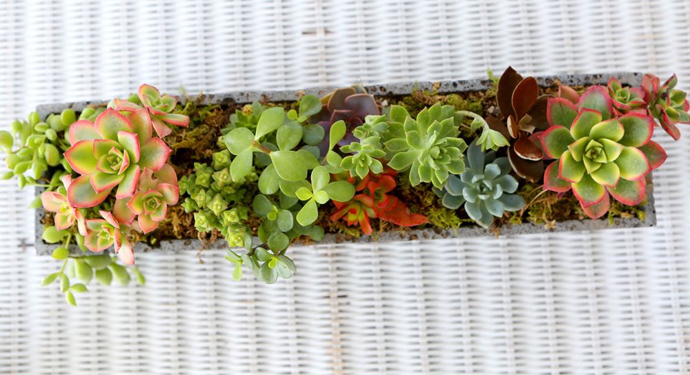 다육정원 직사각 꽃배달... 식물, 다육정원 직사각 Succulent Plant - 빛깔 고운 식물, 다육정원 직사각 플라워119