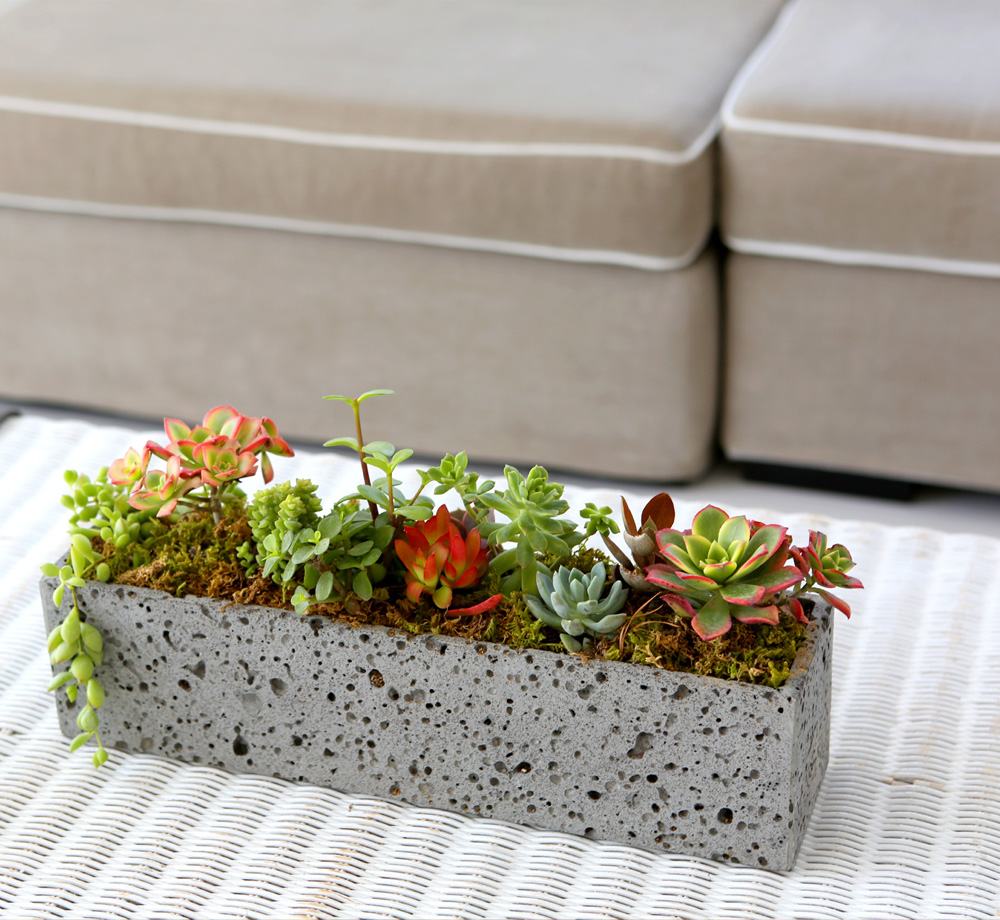 Succulent Plant - ºû±ò °í¿î ½Ä¹°, ´ÙÀ°Á¤¿ø Á÷»ç°¢ ²ÉÁý ²É¹è´Þ