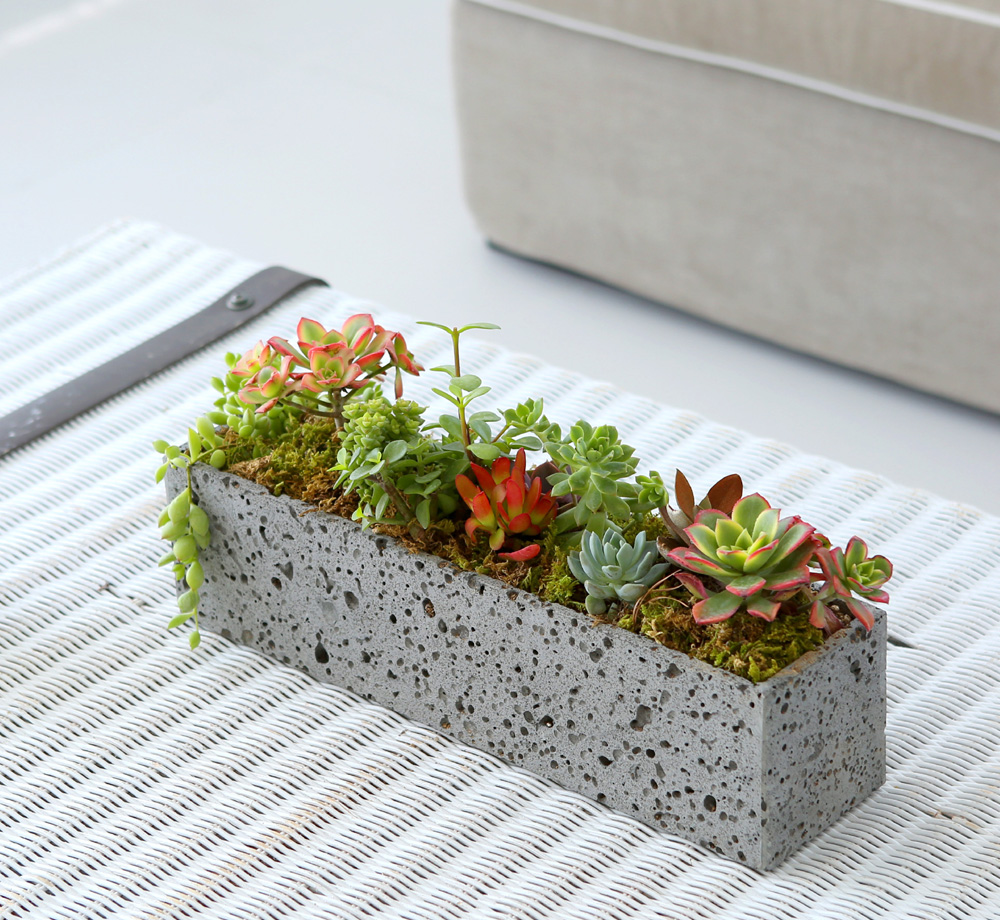 Succulent Plant - ºû±ò °í¿î ½Ä¹°, ´ÙÀ°Á¤¿ø Á÷»ç°¢ ²ÉÁý ²É¹è´Þ