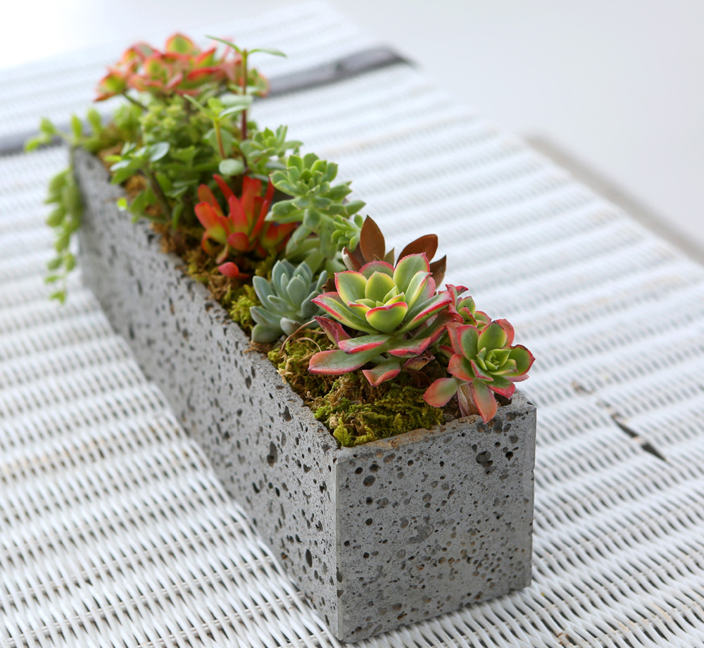 Succulent Plant - ºû±ò °í¿î ½Ä¹°, ´ÙÀ°Á¤¿ø Á÷»ç°¢ ²ÉÁý ²É¹è´Þ