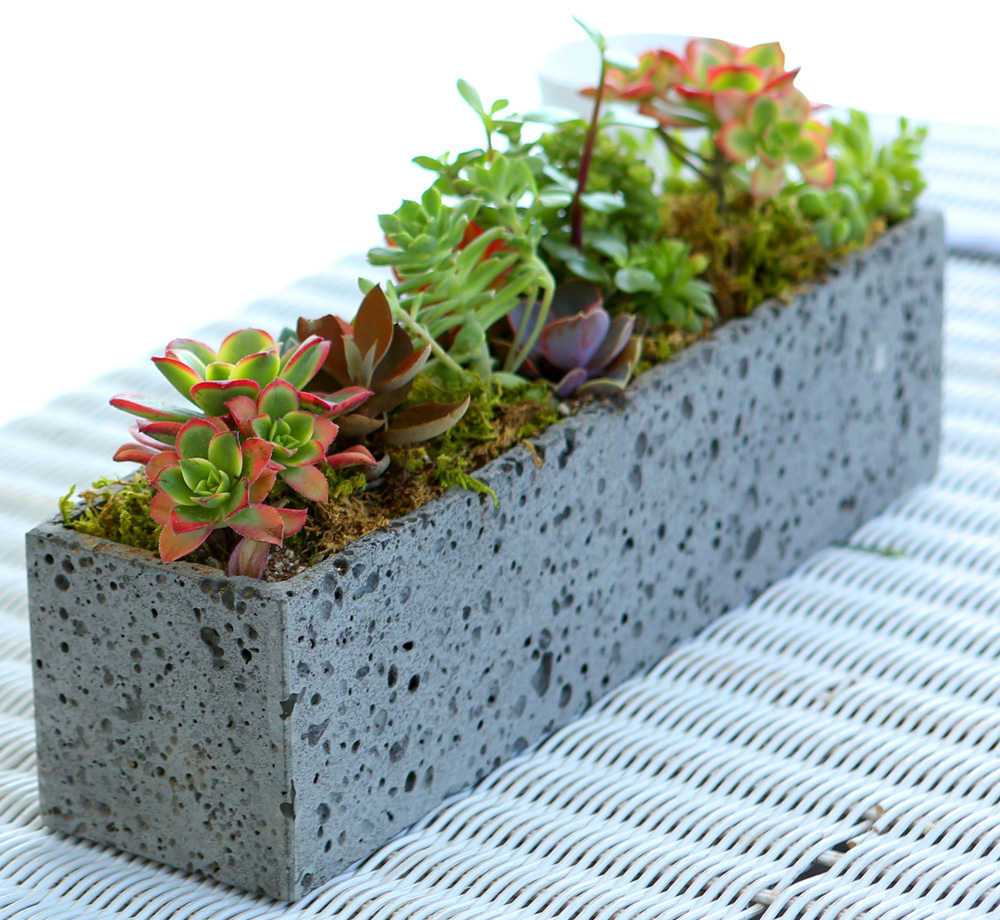Succulent Plant - ºû±ò °í¿î ½Ä¹°, ´ÙÀ°Á¤¿ø Á÷»ç°¢ ²ÉÁý ²É¹è´Þ