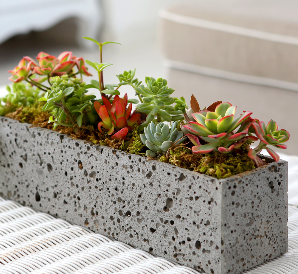 Succulent Plant - ºû±ò °í¿î ½Ä¹°, ´ÙÀ°Á¤¿ø Á÷»ç°¢ ²ÉÁý ²É¹è´Þ