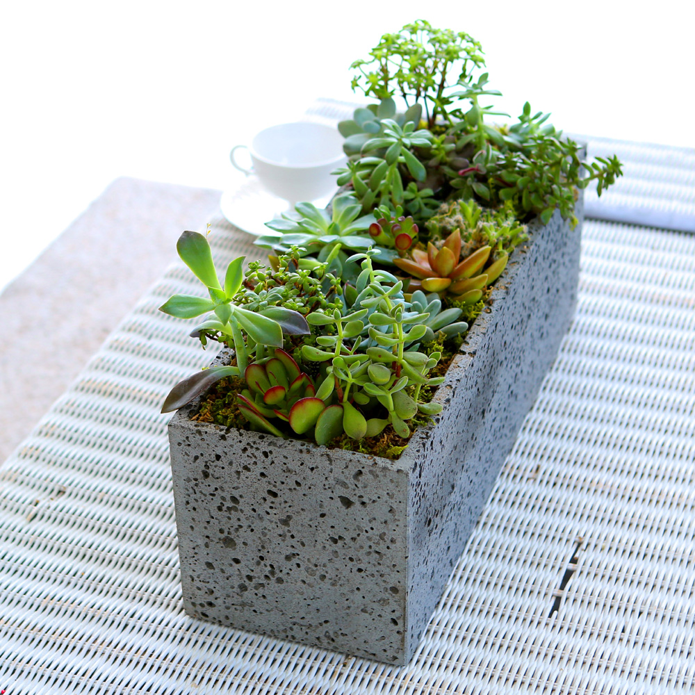 Succulent Plant (Ĺ) - Ĺ ŷ  簢  ɹ