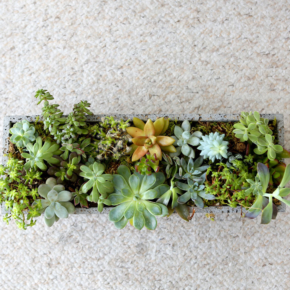 Succulent Plant (Ĺ) - Ĺ ŷ  簢  ɹ