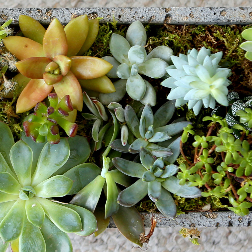 Succulent Plant (Ĺ) - Ĺ ŷ  簢  ɹ