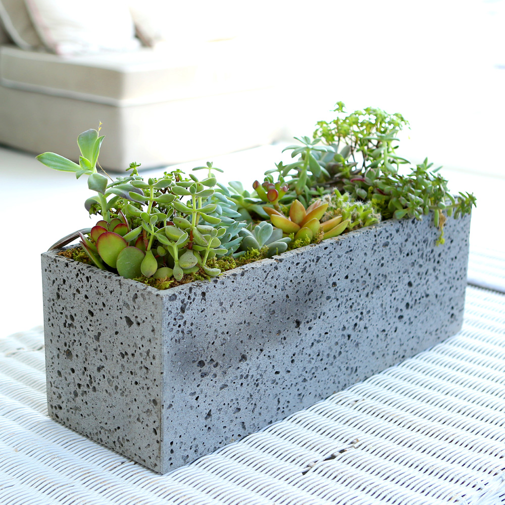 Succulent Plant (Ĺ) - Ĺ ŷ  簢  ɹ