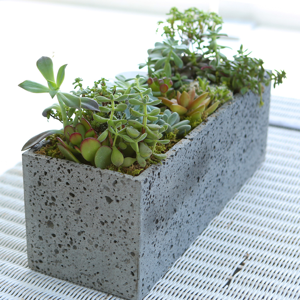 Succulent Plant (Ĺ) - Ĺ ŷ  簢  ɹ