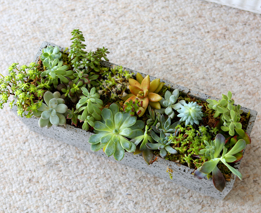 Succulent Plant (Ĺ) - Ĺ ŷ  簢  ɹ