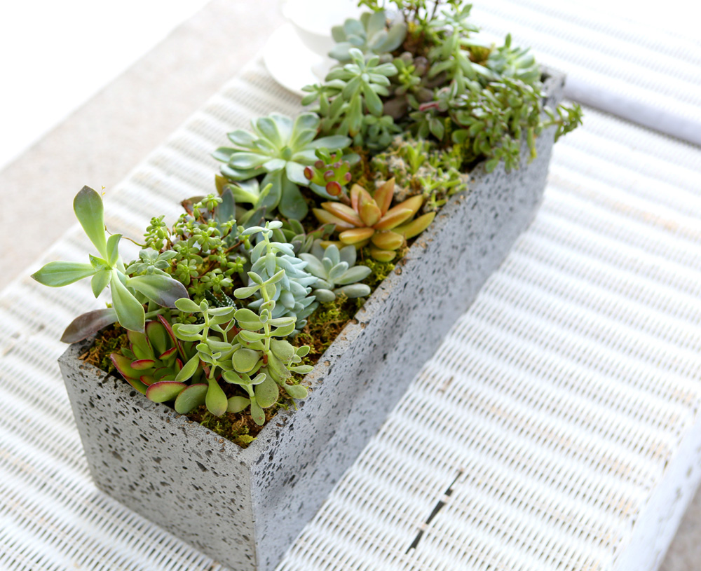 Succulent Plant (Ĺ) - Ĺ ŷ  簢  ɹ