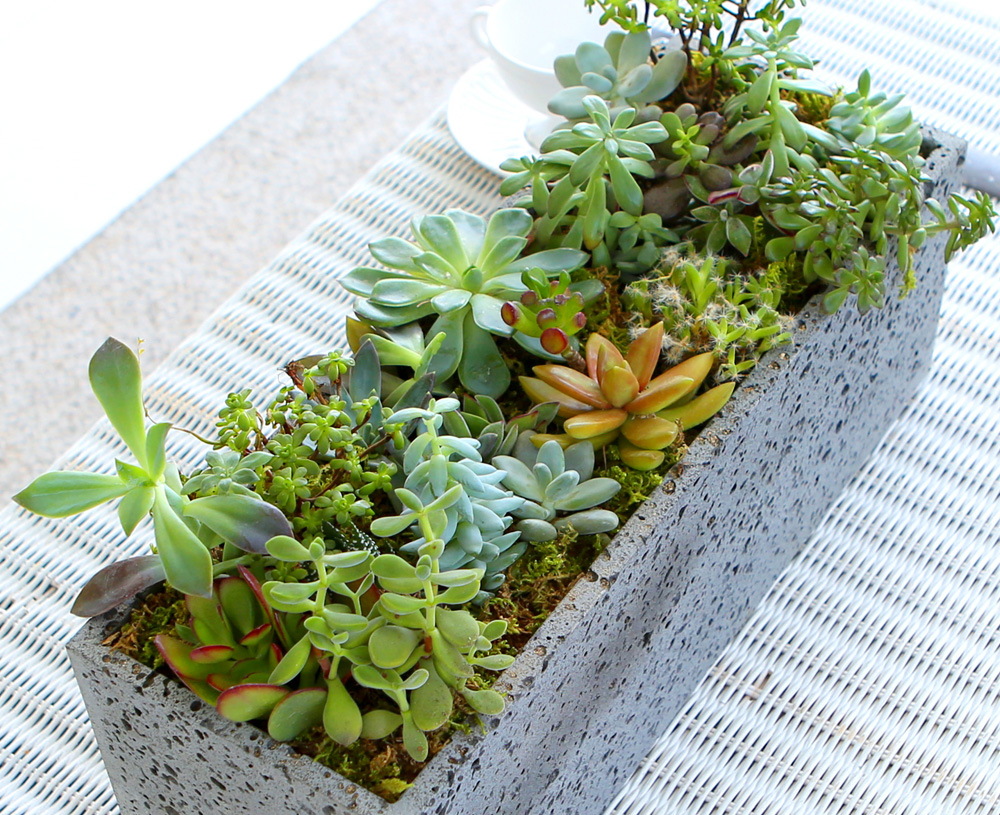 Succulent Plant (Ĺ) - Ĺ ŷ  簢  ɹ