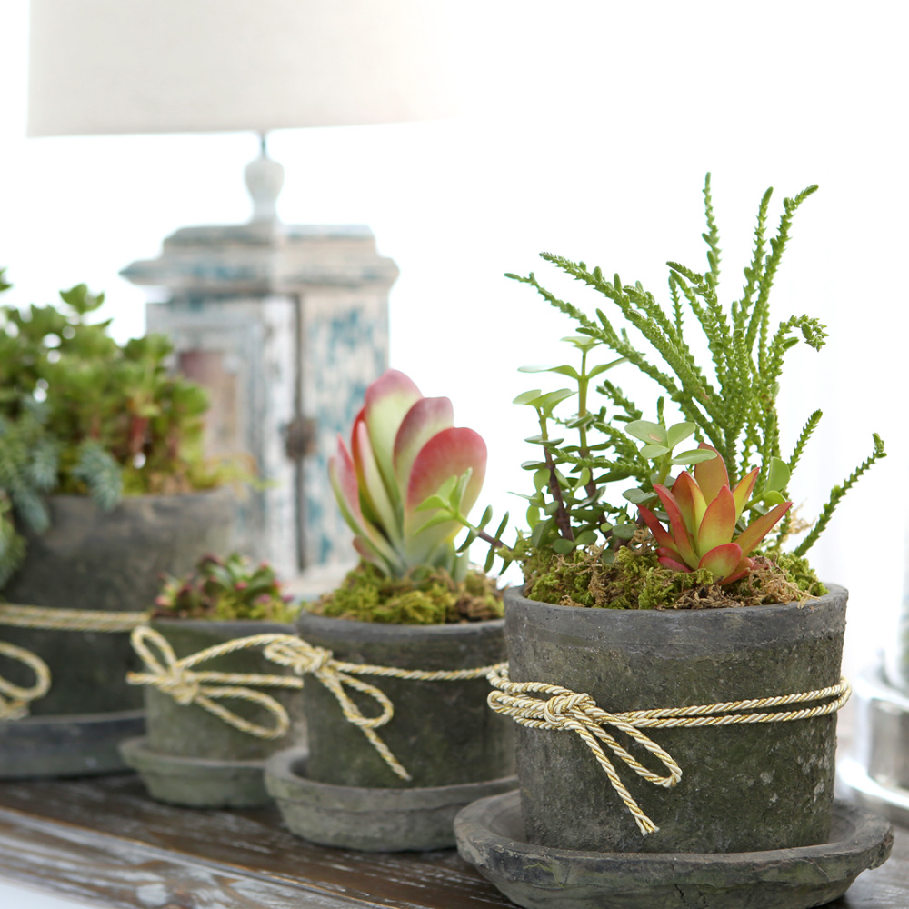 Succulent Plant (Ĺ) - Living Succulent  ɹ