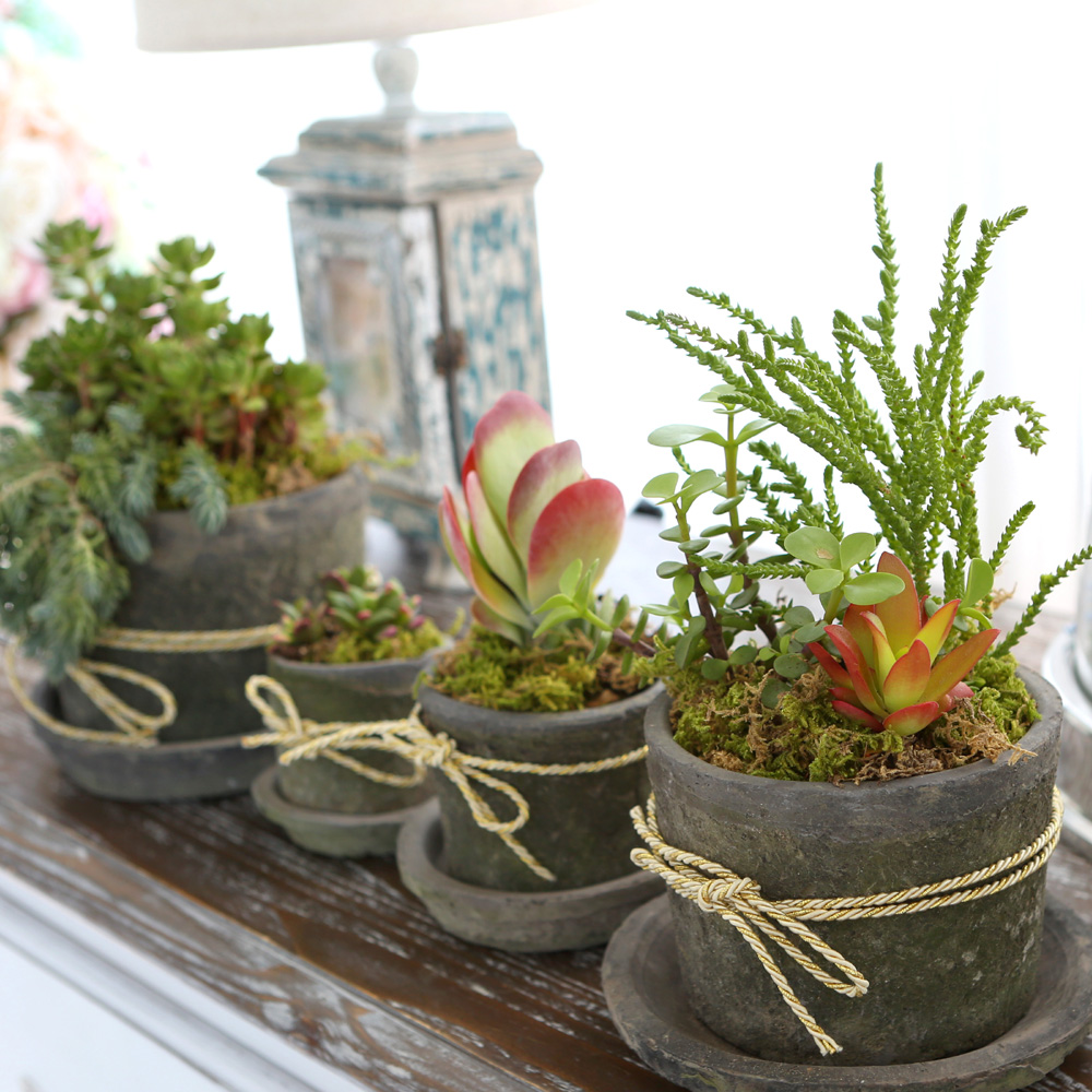 Succulent Plant (Ĺ) - Living Succulent  ɹ