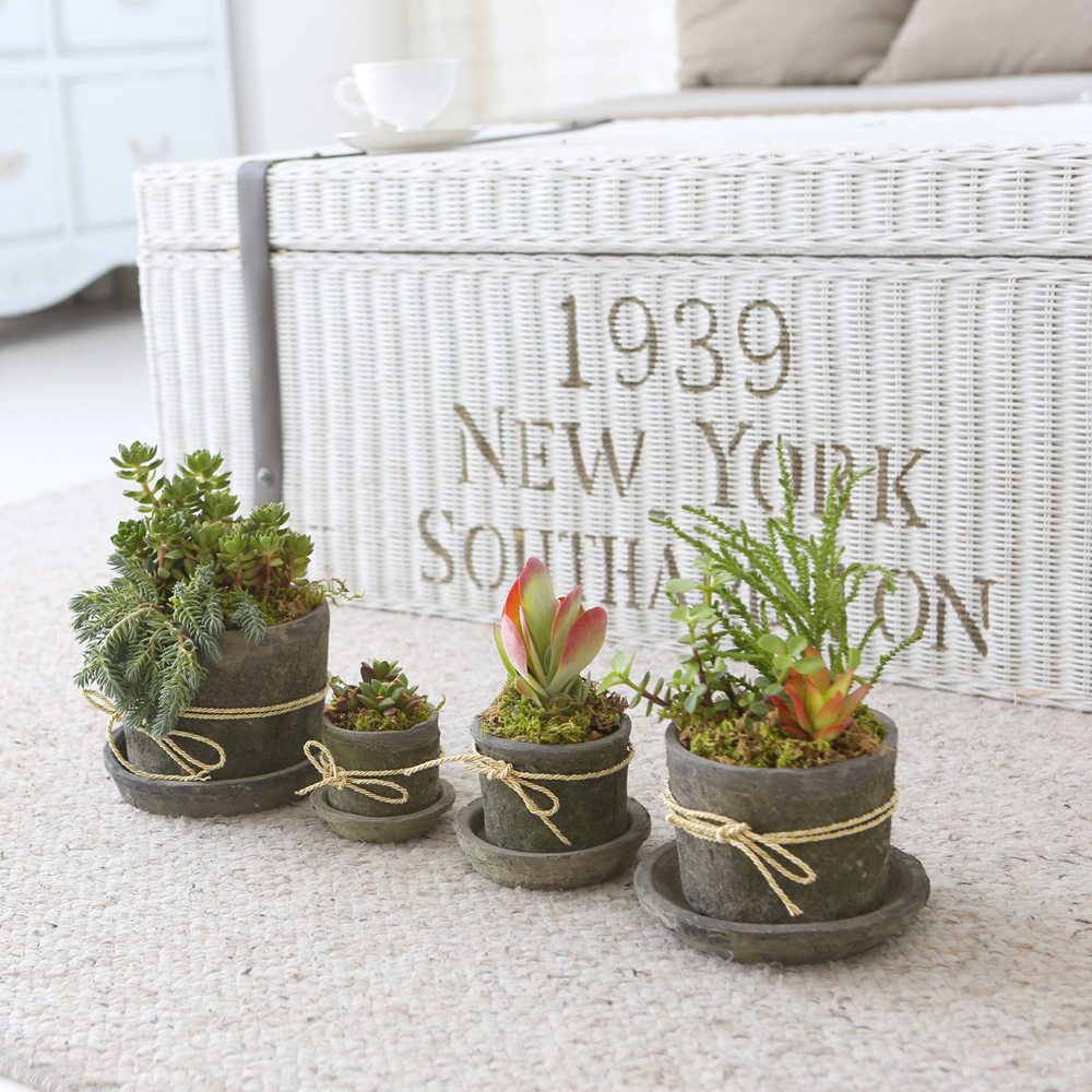 Succulent Plant (Ĺ) - Living Succulent  ɹ