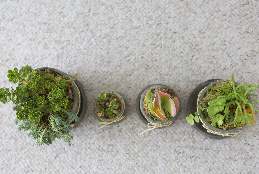 Succulent Plant (Ĺ) - Living Succulent  ɹ