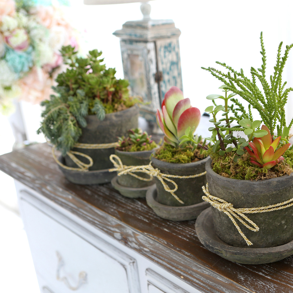 Succulent Plant (Ĺ) - Living Succulent  ɹ