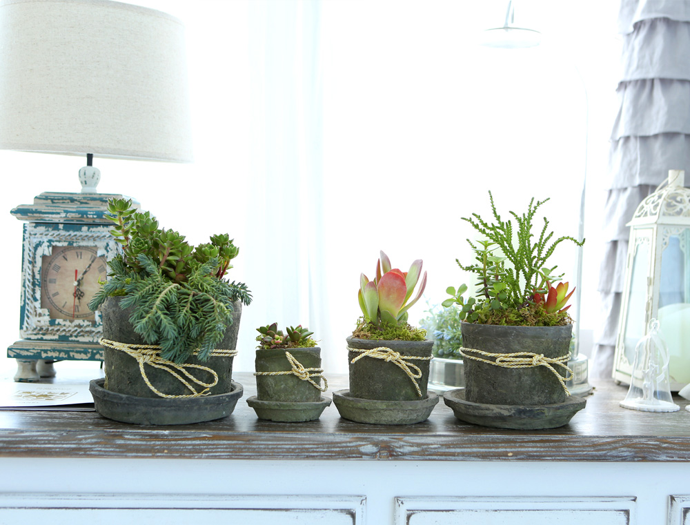 Succulent Plant (Ĺ) - Living Succulent  ɹ