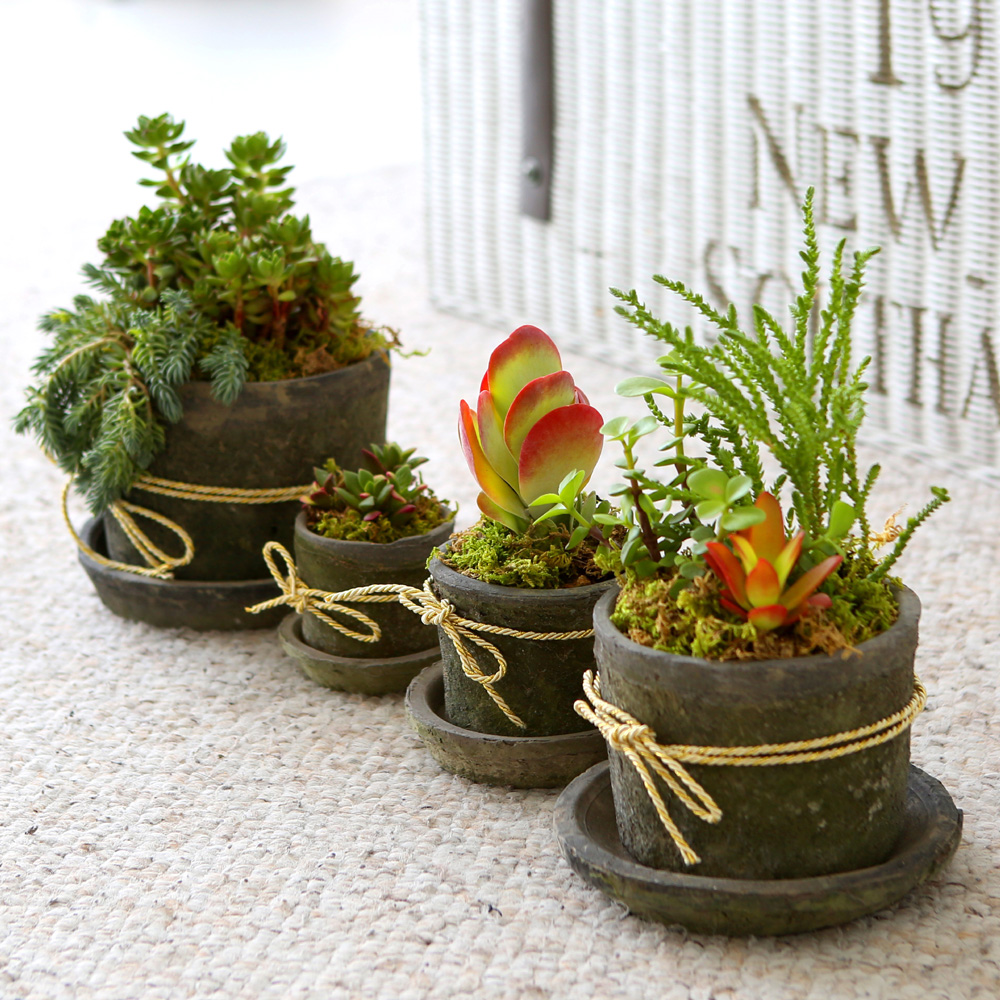 Succulent Plant (Ĺ) - Living Succulent  ɹ