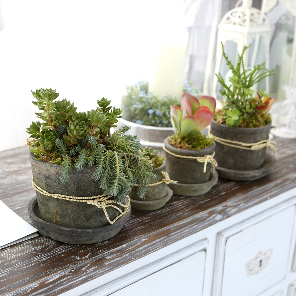 Succulent Plant (Ĺ) - Living Succulent  ɹ