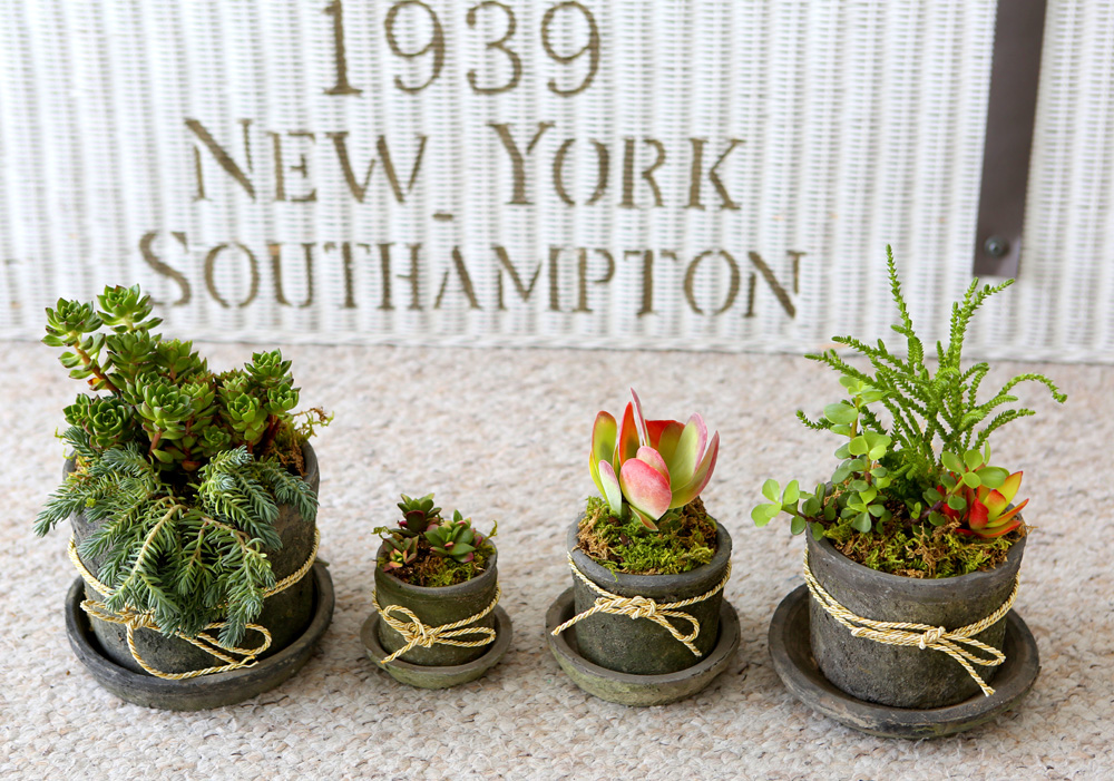 Succulent Plant (Ĺ) - Living Succulent  ɹ