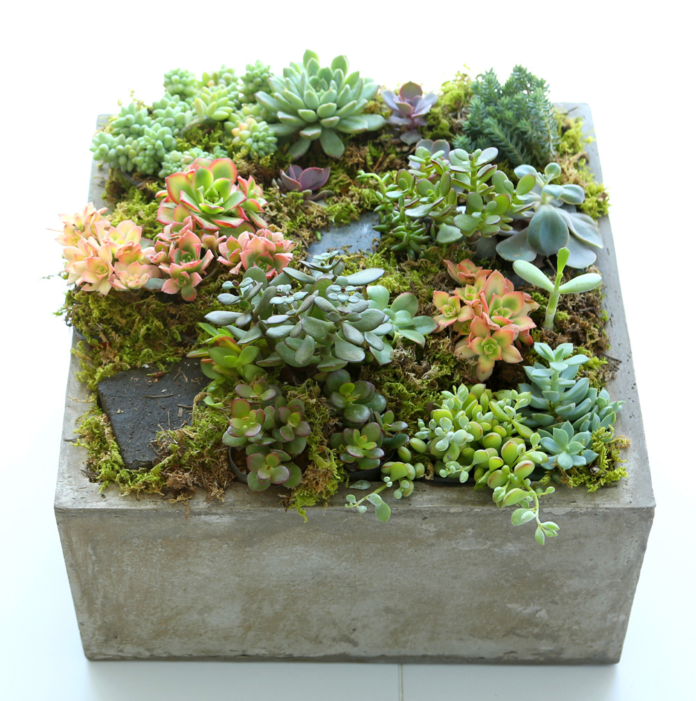 Succulent Plant (Ĺ) - ︲  ɹ