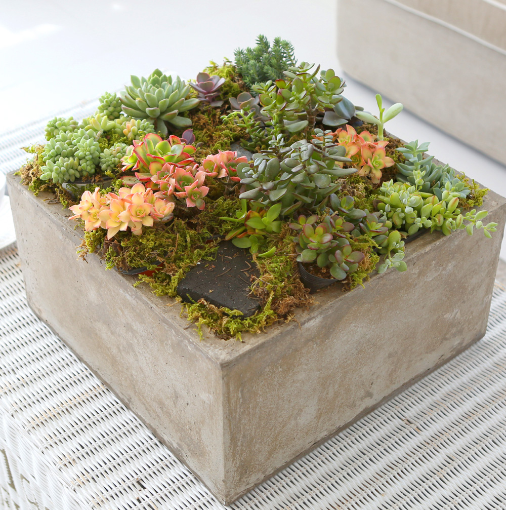 Succulent Plant (Ĺ) - ︲  ɹ