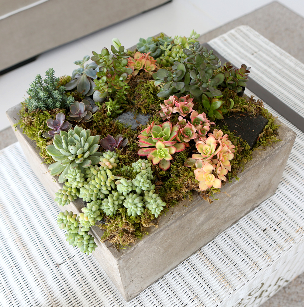 Succulent Plant (Ĺ) - ︲  ɹ