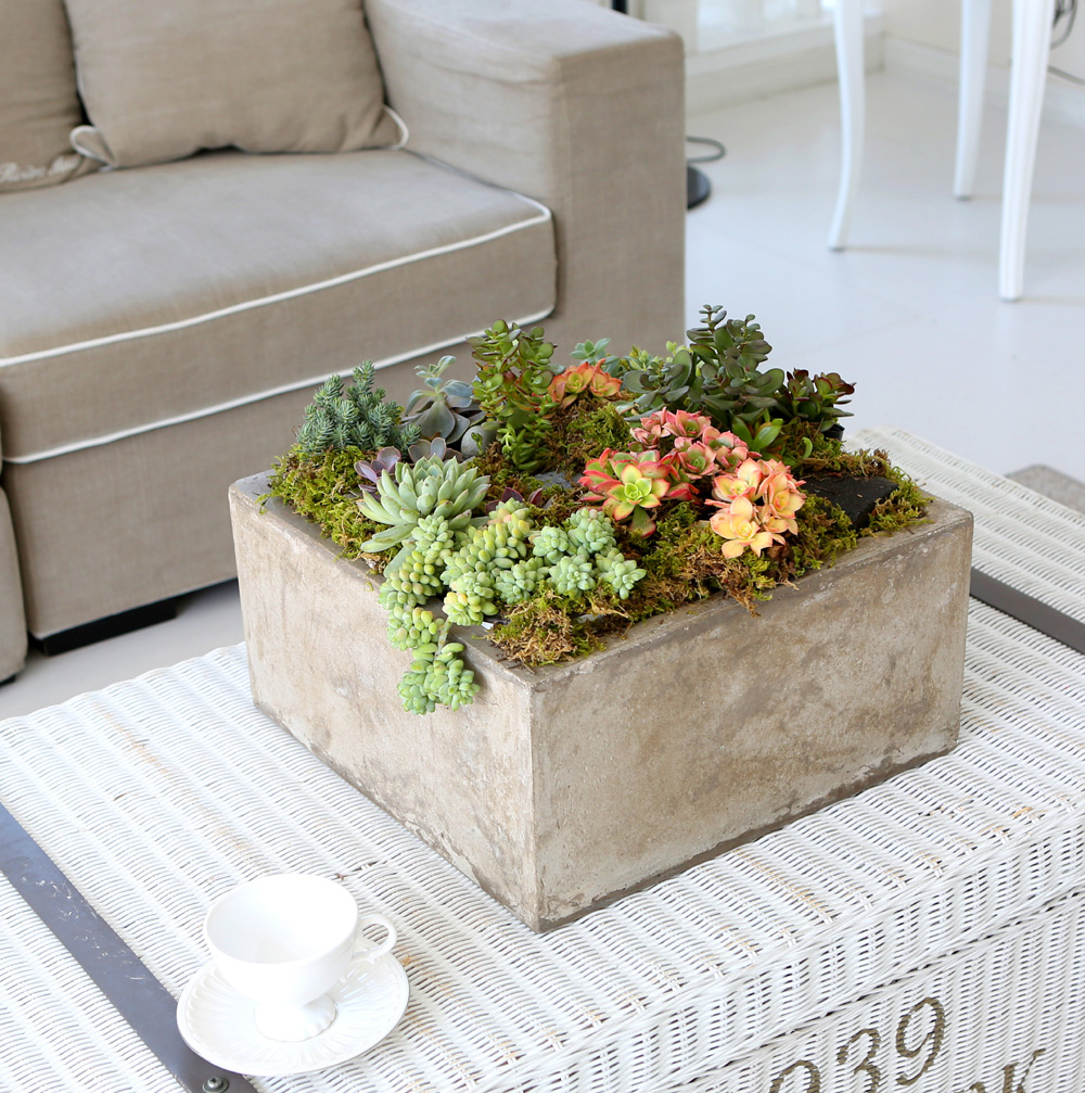 Succulent Plant (Ĺ) - ︲  ɹ