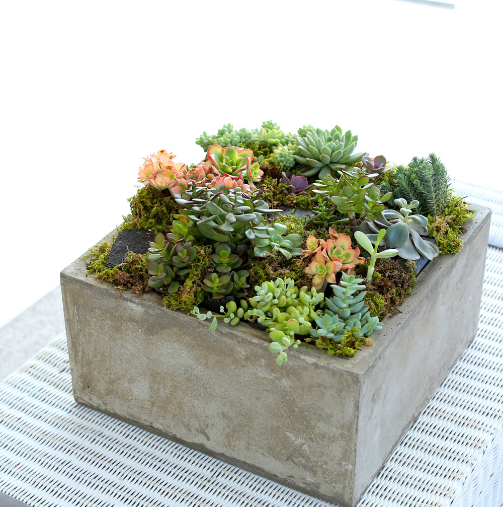 Succulent Plant (Ĺ) - ︲  ɹ