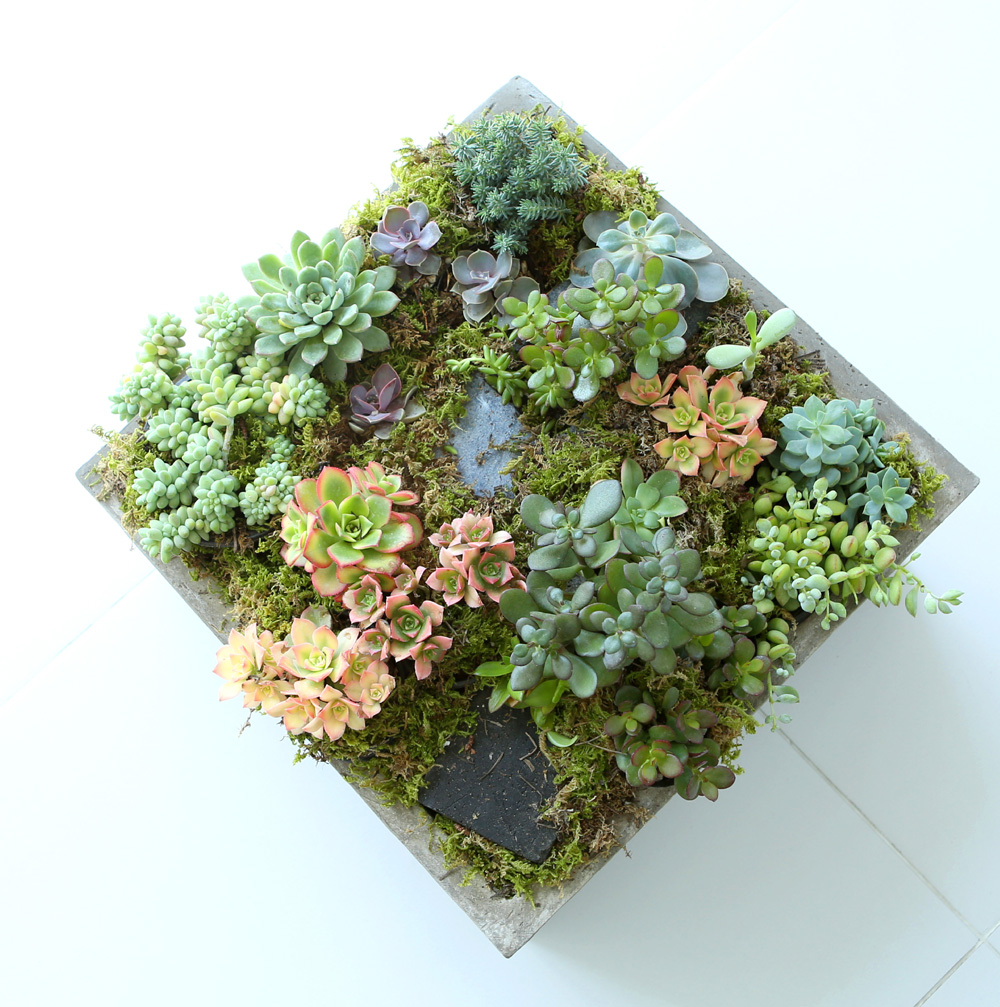 Succulent Plant (Ĺ) - ︲  ɹ