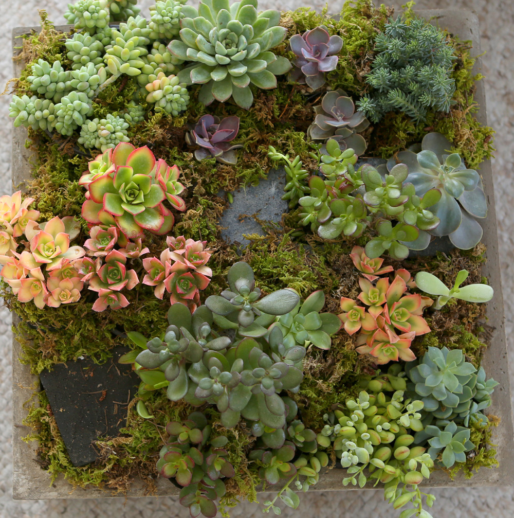 Succulent Plant (Ĺ) - ︲  ɹ