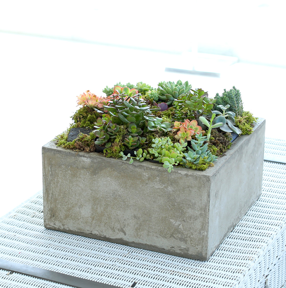 Succulent Plant (Ĺ) - ︲  ɹ