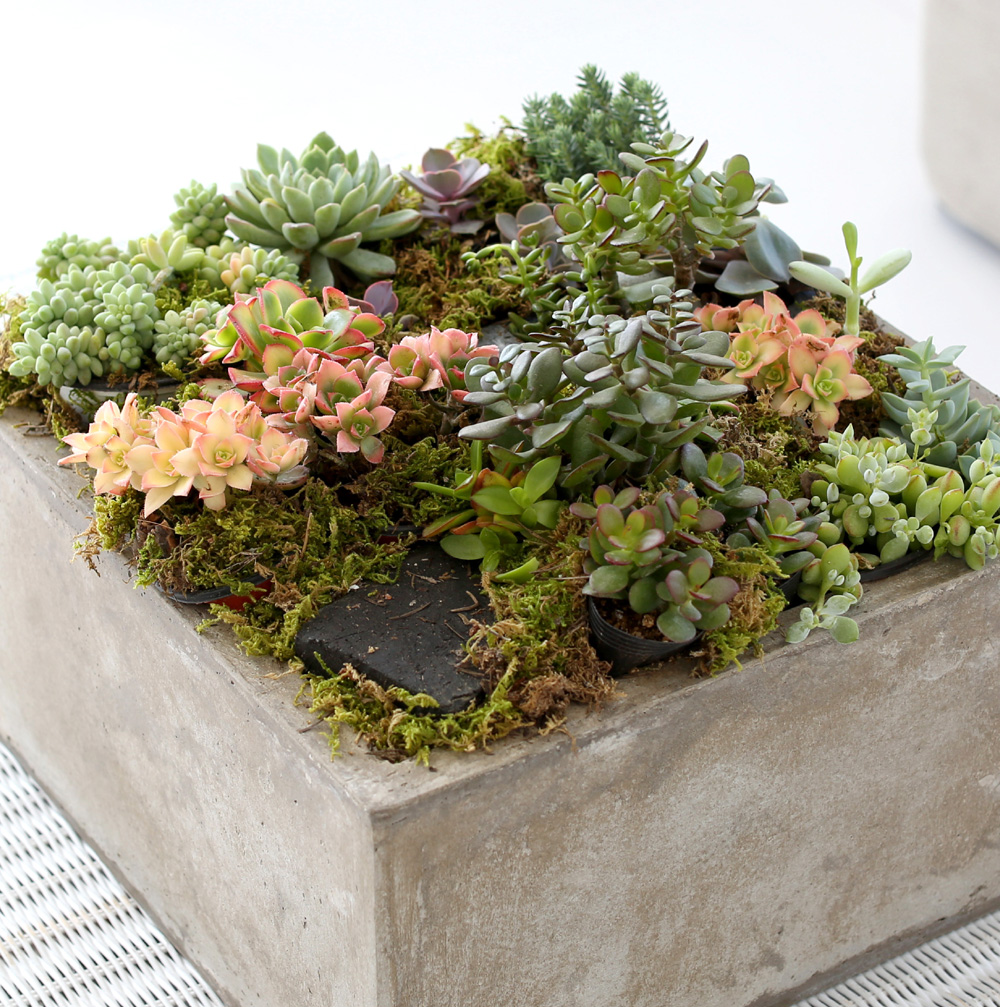 Succulent Plant (Ĺ) - ︲  ɹ