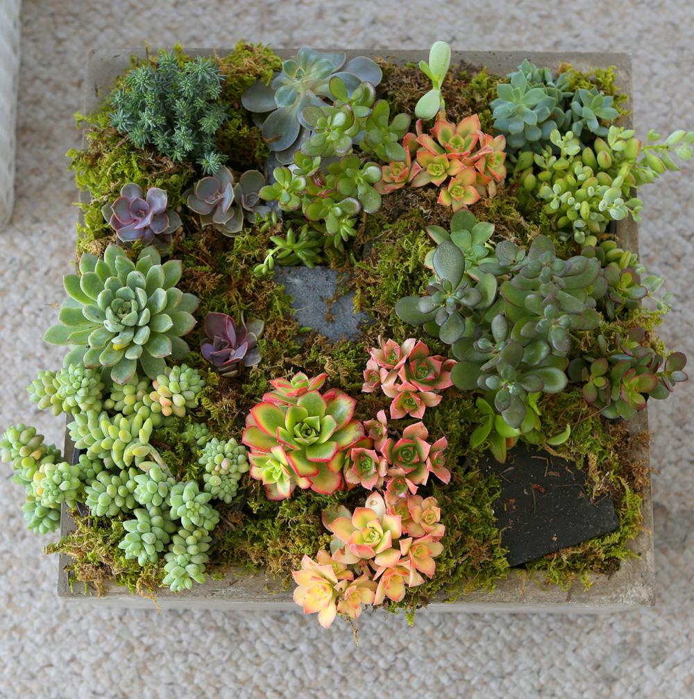 Succulent Plant (Ĺ) - ︲  ɹ